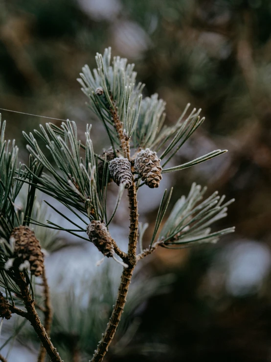 some pine cones sitting on top of some evergreen needles