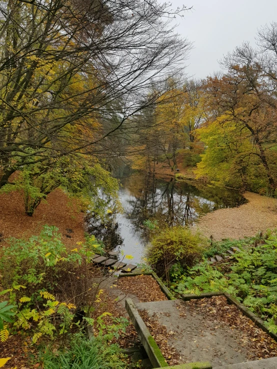 a creek running through a wooded area near trees