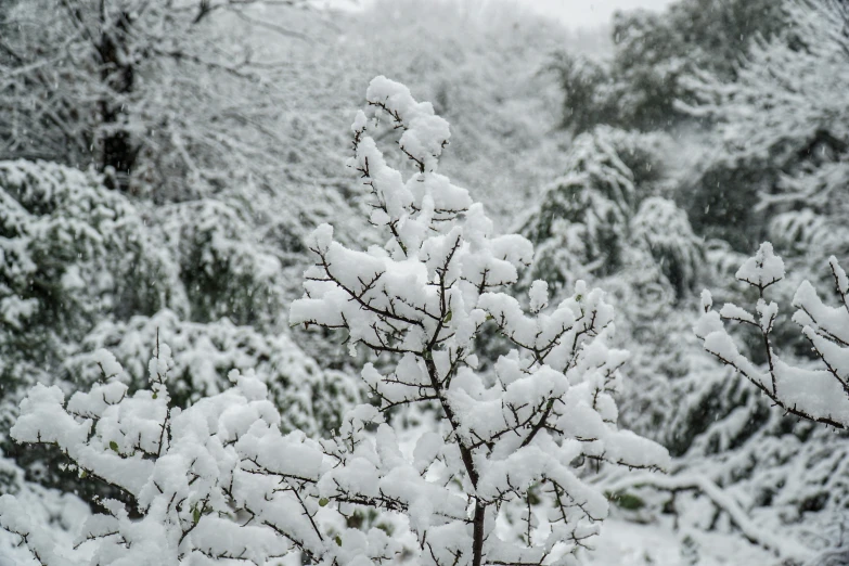 some white snow covered trees in front of some woods