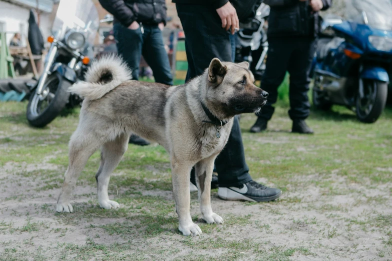 a dog standing in the grass near some people and motorcycles