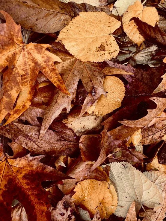 leaves on the ground are brown and yellow