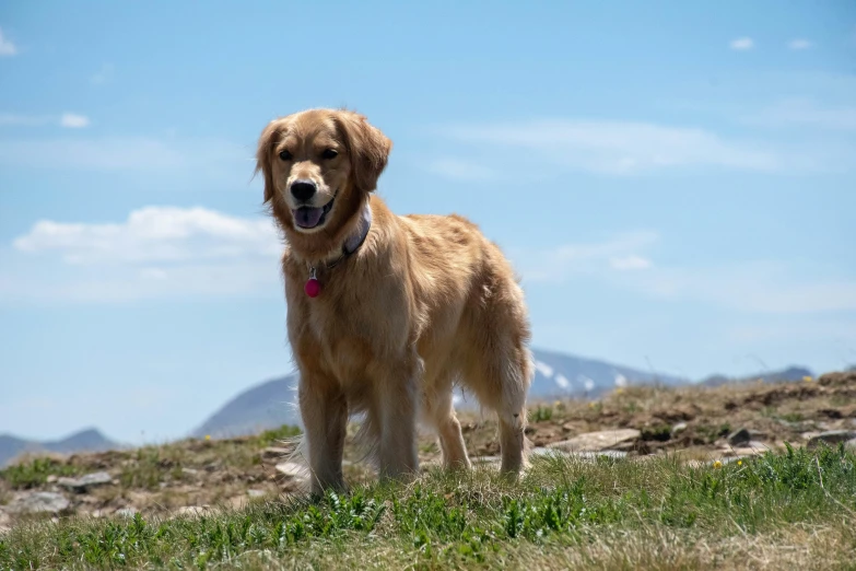 a large tan dog is standing on a grassy hill