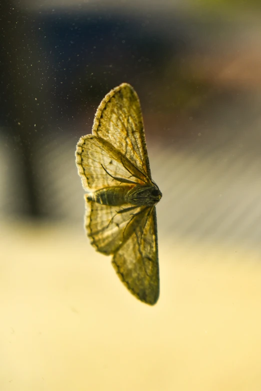 a small moth sitting on top of a window sill