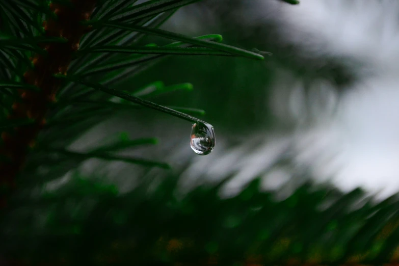 dewdrops on pine needles in front of a white and grey sky