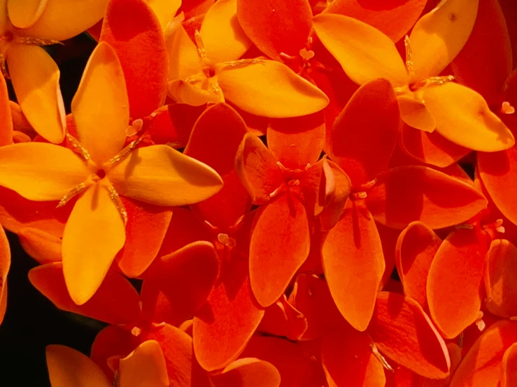 a close - up of an orange flowering plant