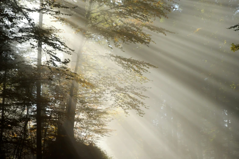 sun rays coming through the trees into a park