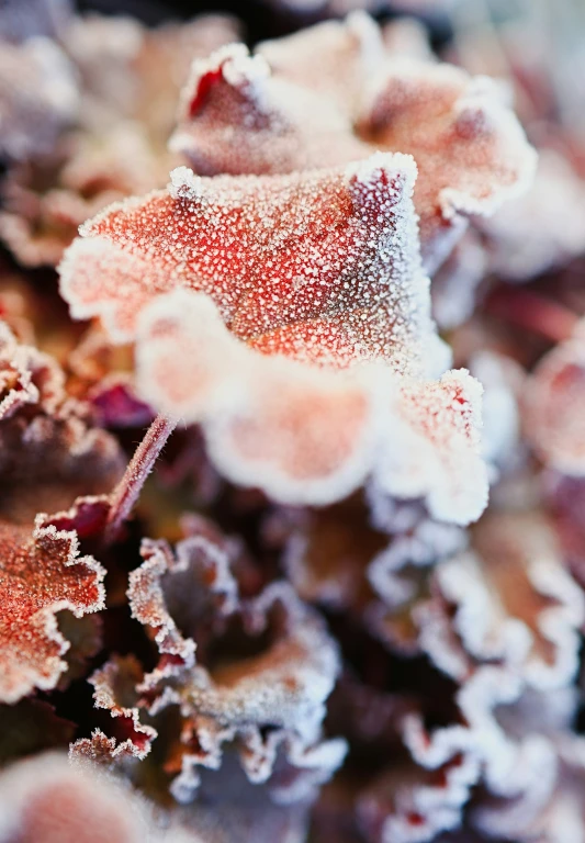 a frosted flower with very little flowers on it