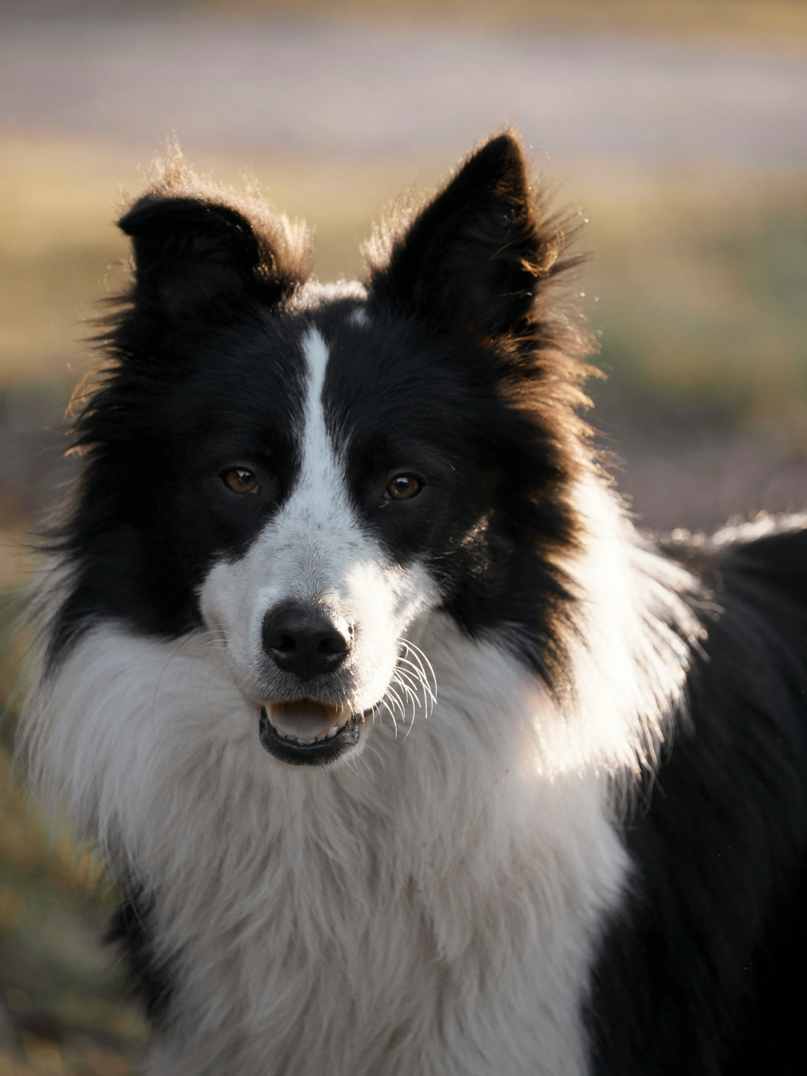 a black and white dog standing in the grass