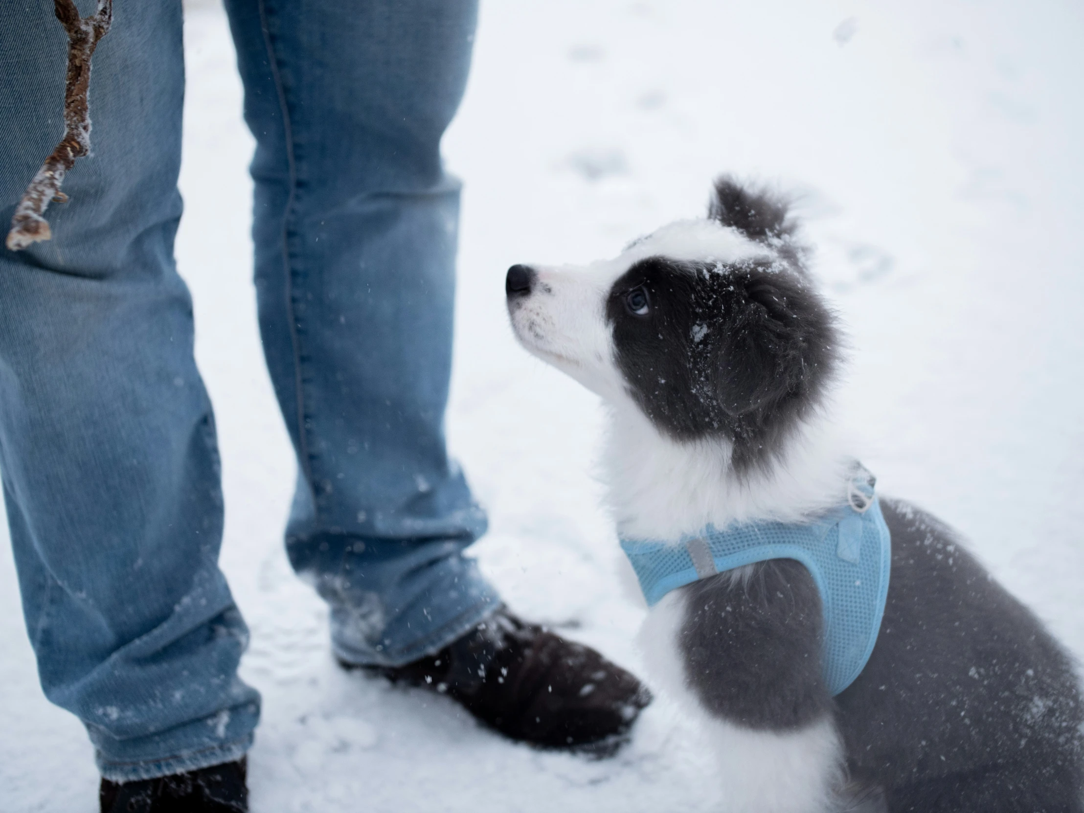 a close up of a dog and its owner wearing shoes