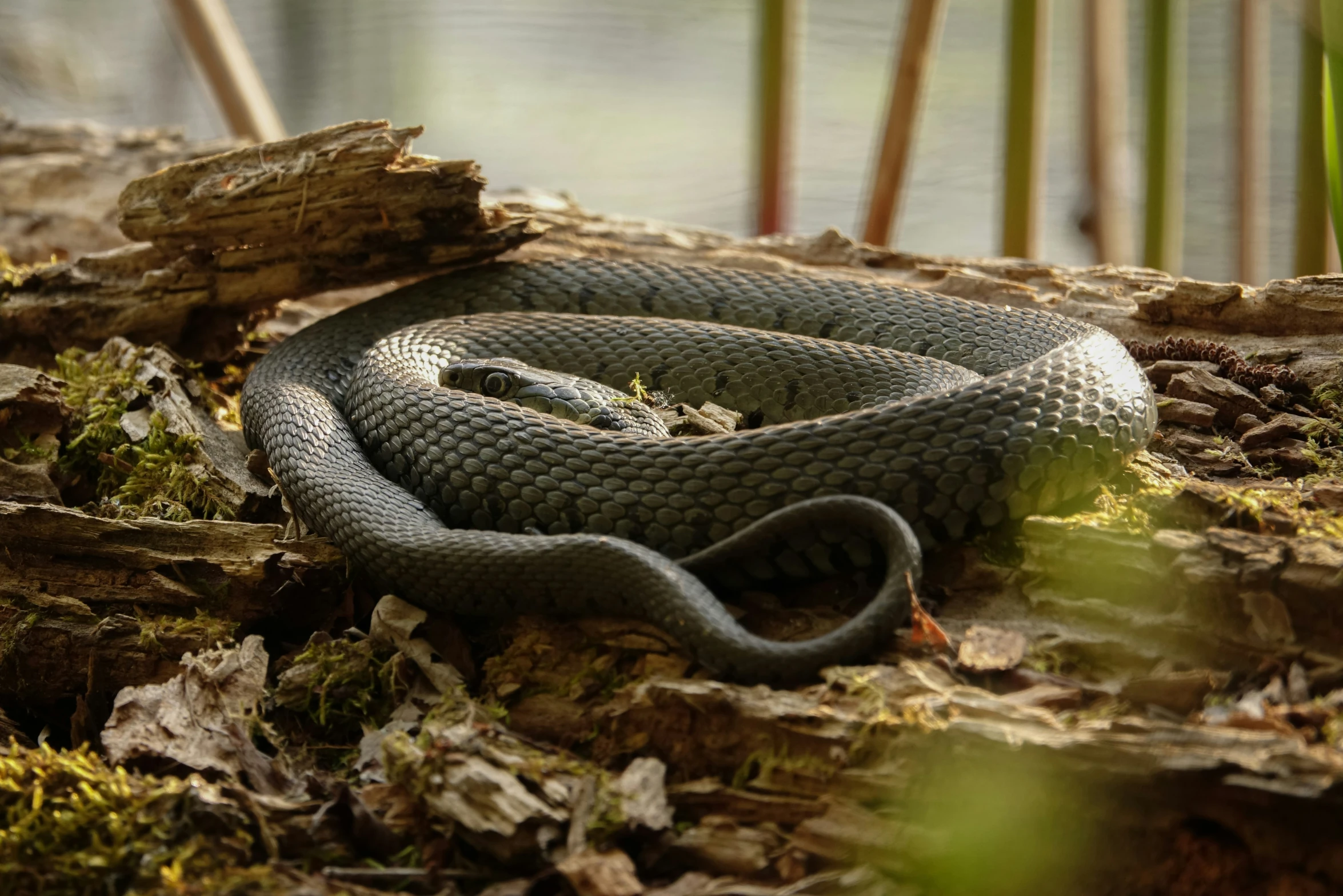 an old and strange looking snake that is still on its side