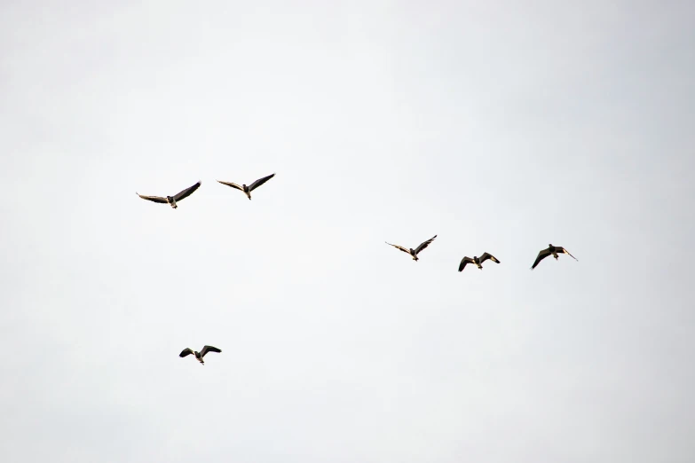 a flock of birds fly overhead on a cloudy day