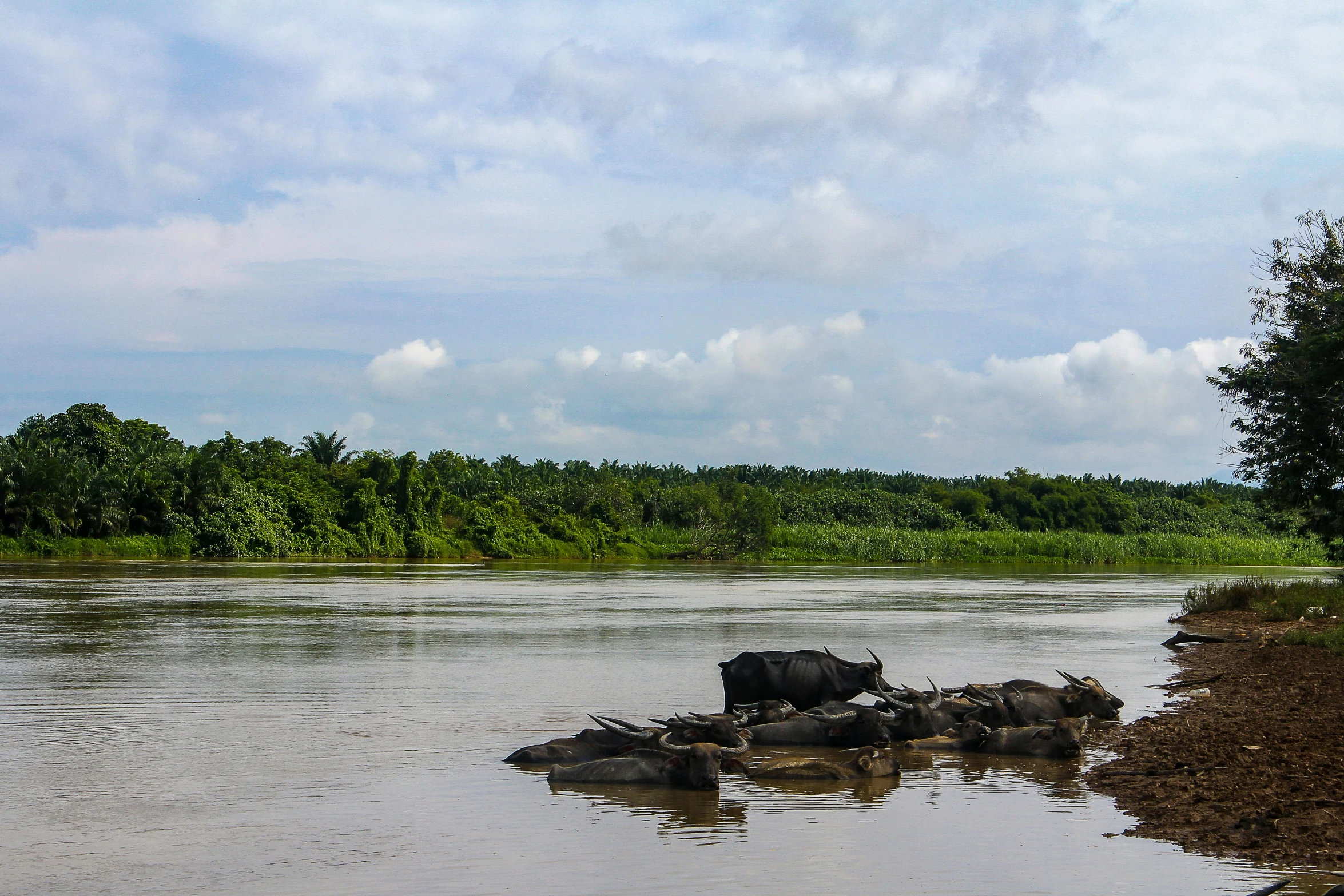 a group of animals on top of water near trees