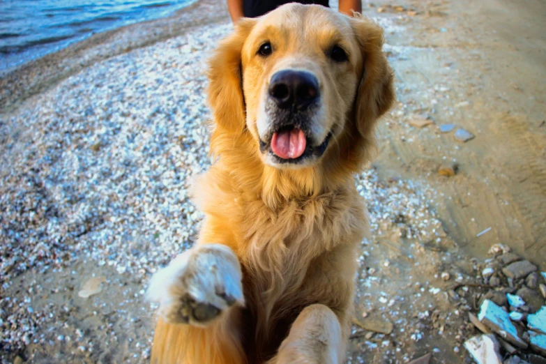 a dog that is sitting on a beach looking up