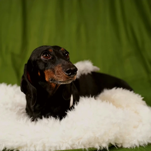 the dog is laying on a blanket on a green background