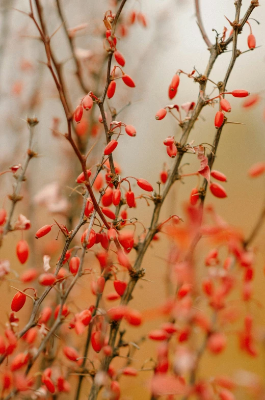 small, red flowers bloom on the nch