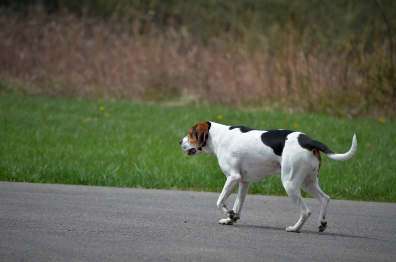 a white and black dog walks down a street