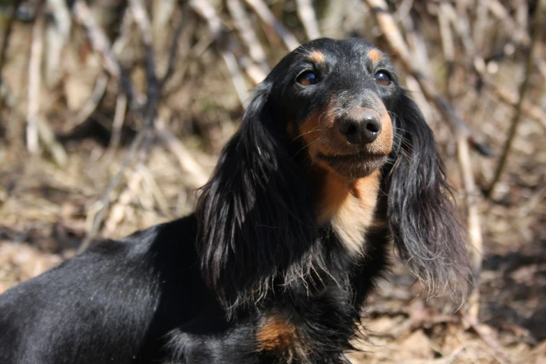 a dachshund looking up while standing on a forest floor