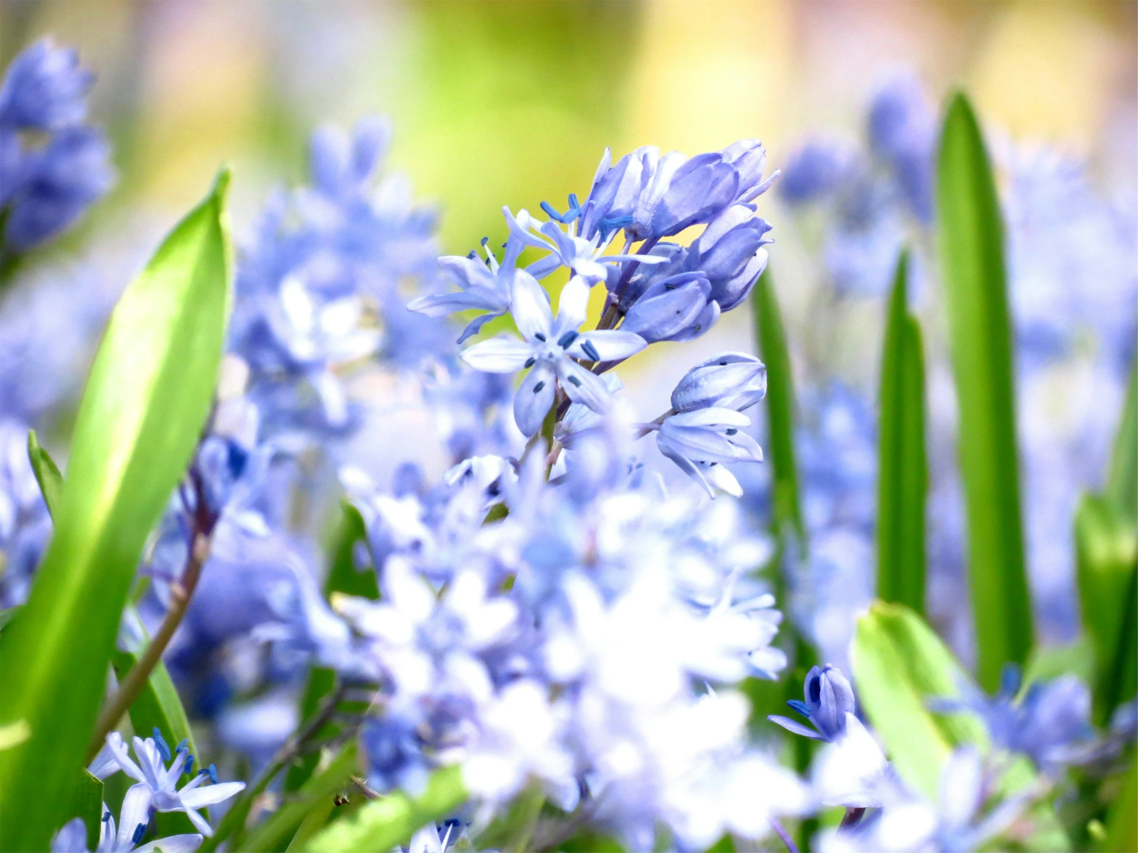 blue flowers are blooming with long green stems