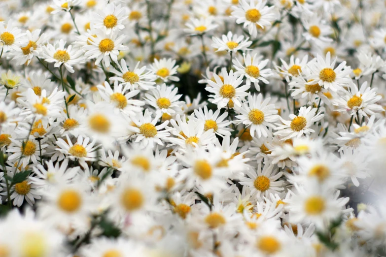 an array of white and yellow flowers