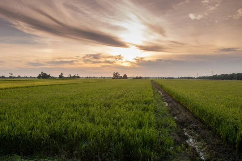 a lone tree is in a field under a sunset