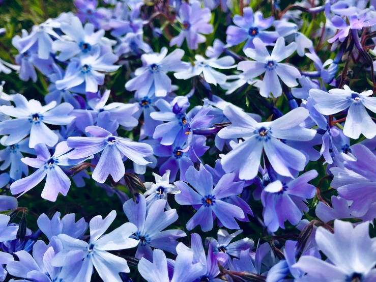 blue and purple flowers blooming in the sunlight