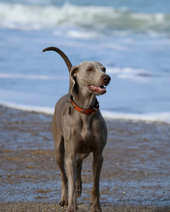 a grey dog on the beach and waves in the background