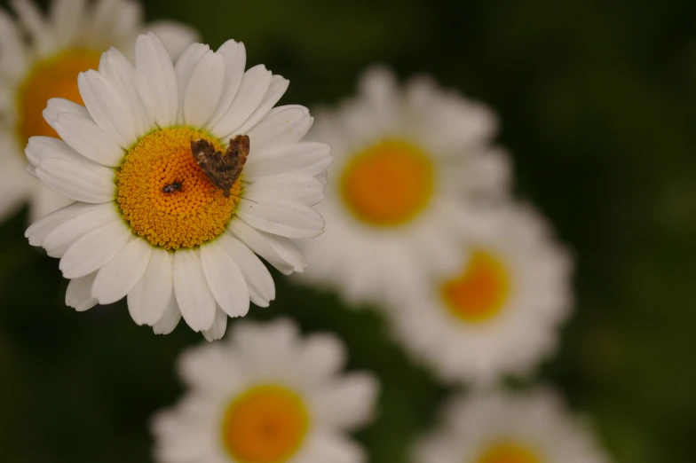 a small bee sits on a white daisy