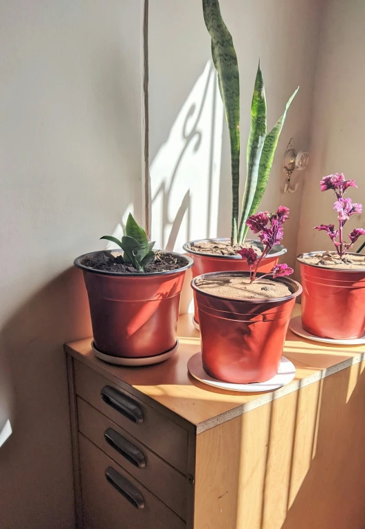 a group of three pots with plant next to each other