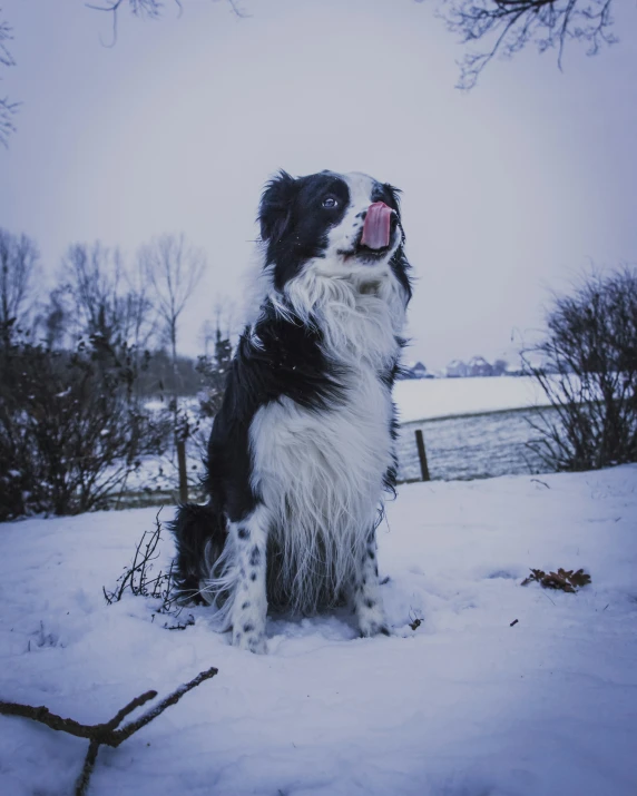 a dog sitting in the snow with its mouth open