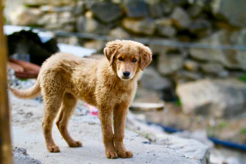 a puppy standing on a rock looking into the camera