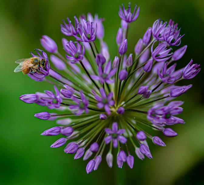 a bee on the tip of a flower