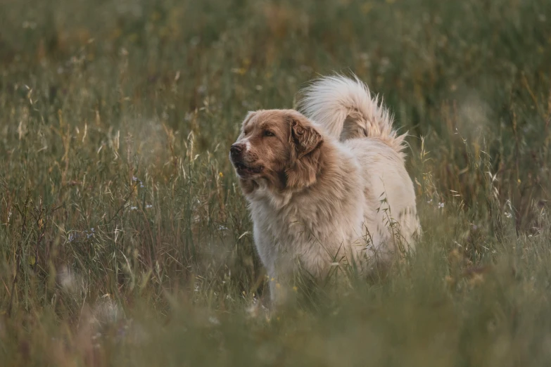 a large fluffy dog is walking in a grassy field