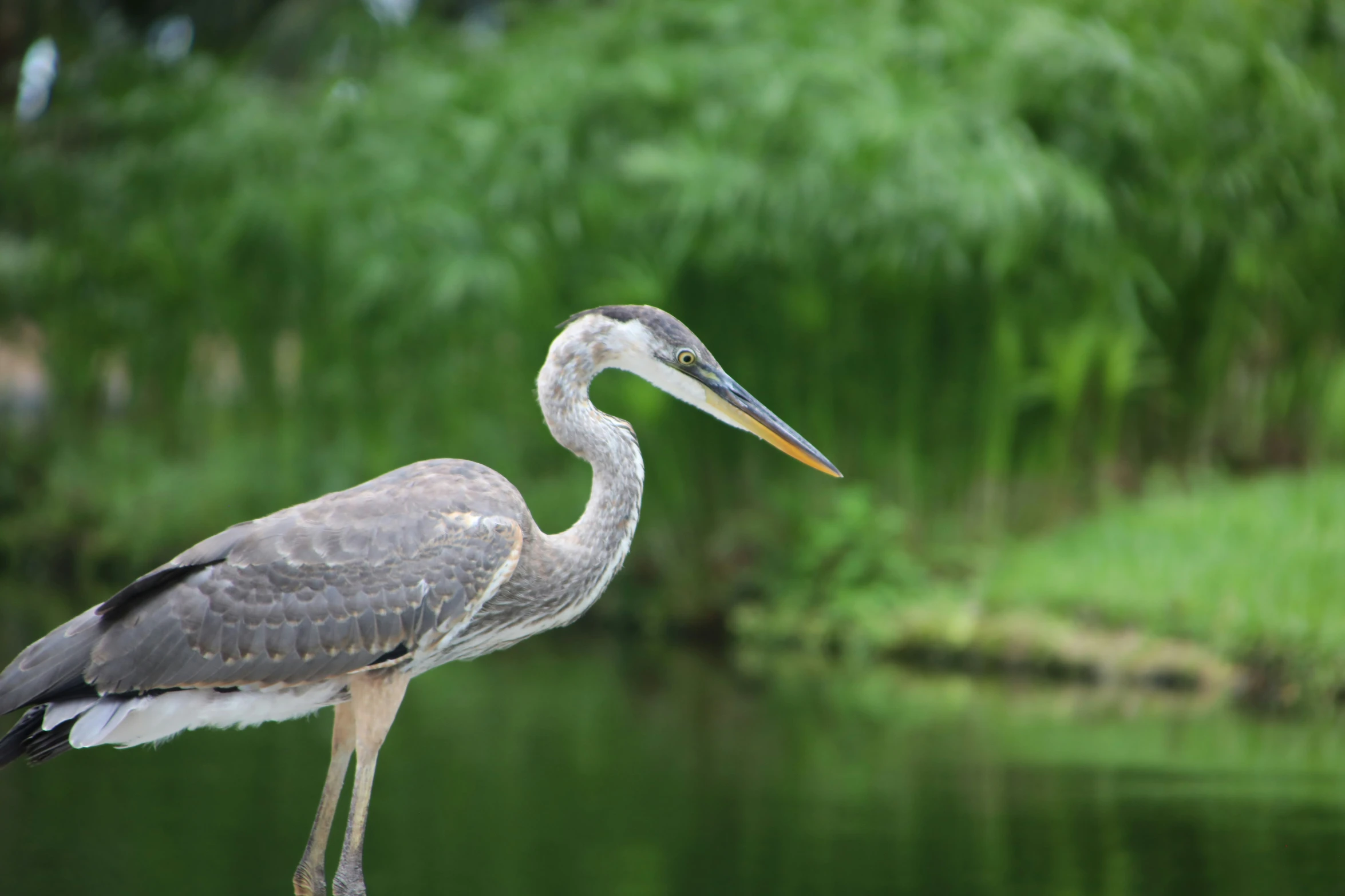 a heron standing on top of a pier with a body of water in the background