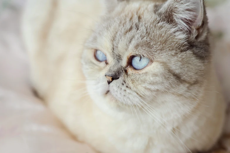 a beige cat laying down on top of a blanket