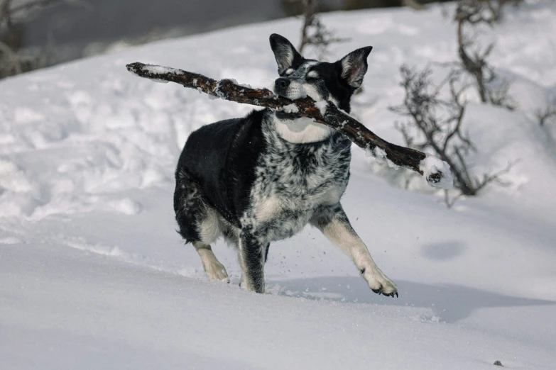 a dog that has a stick in his mouth