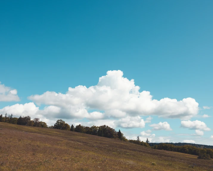 a lone horse is grazing in a open grassy field