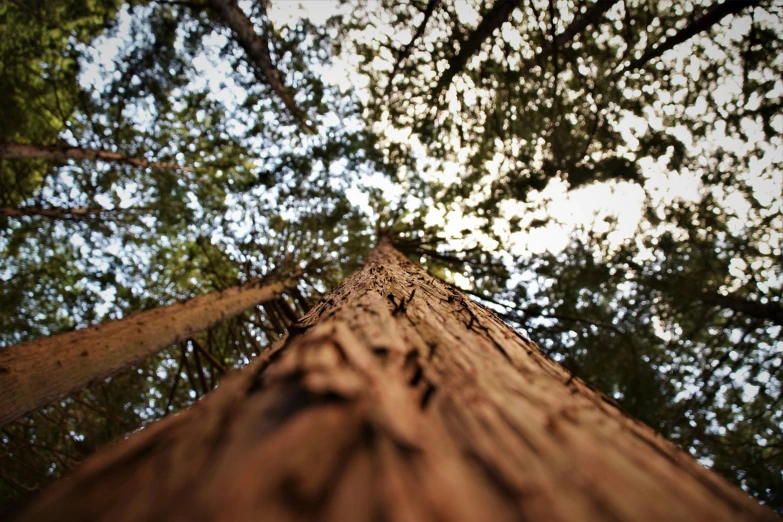 the bottom of a very tall tree reaching up