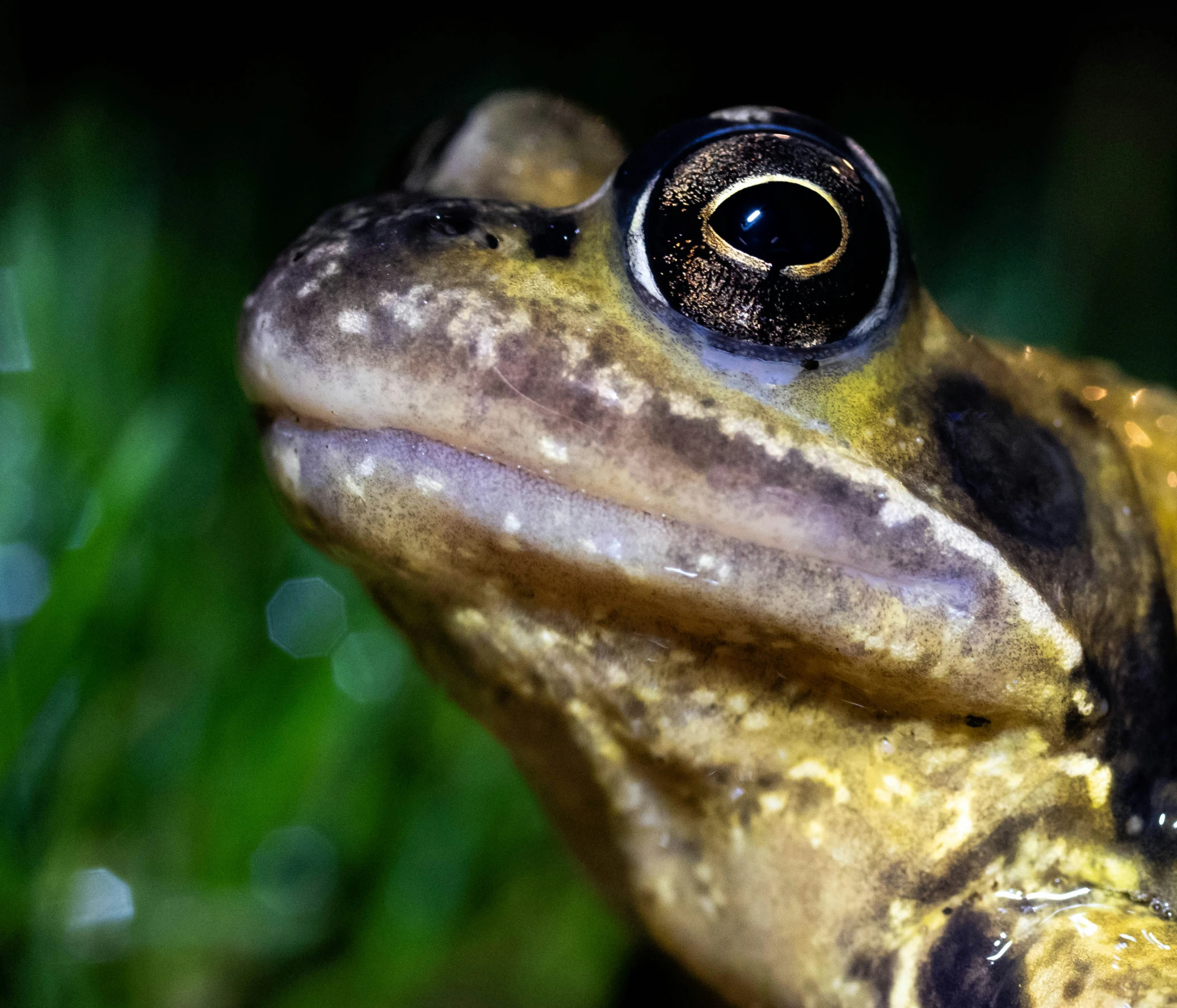 this is the side view of an asian frog looking into the camera