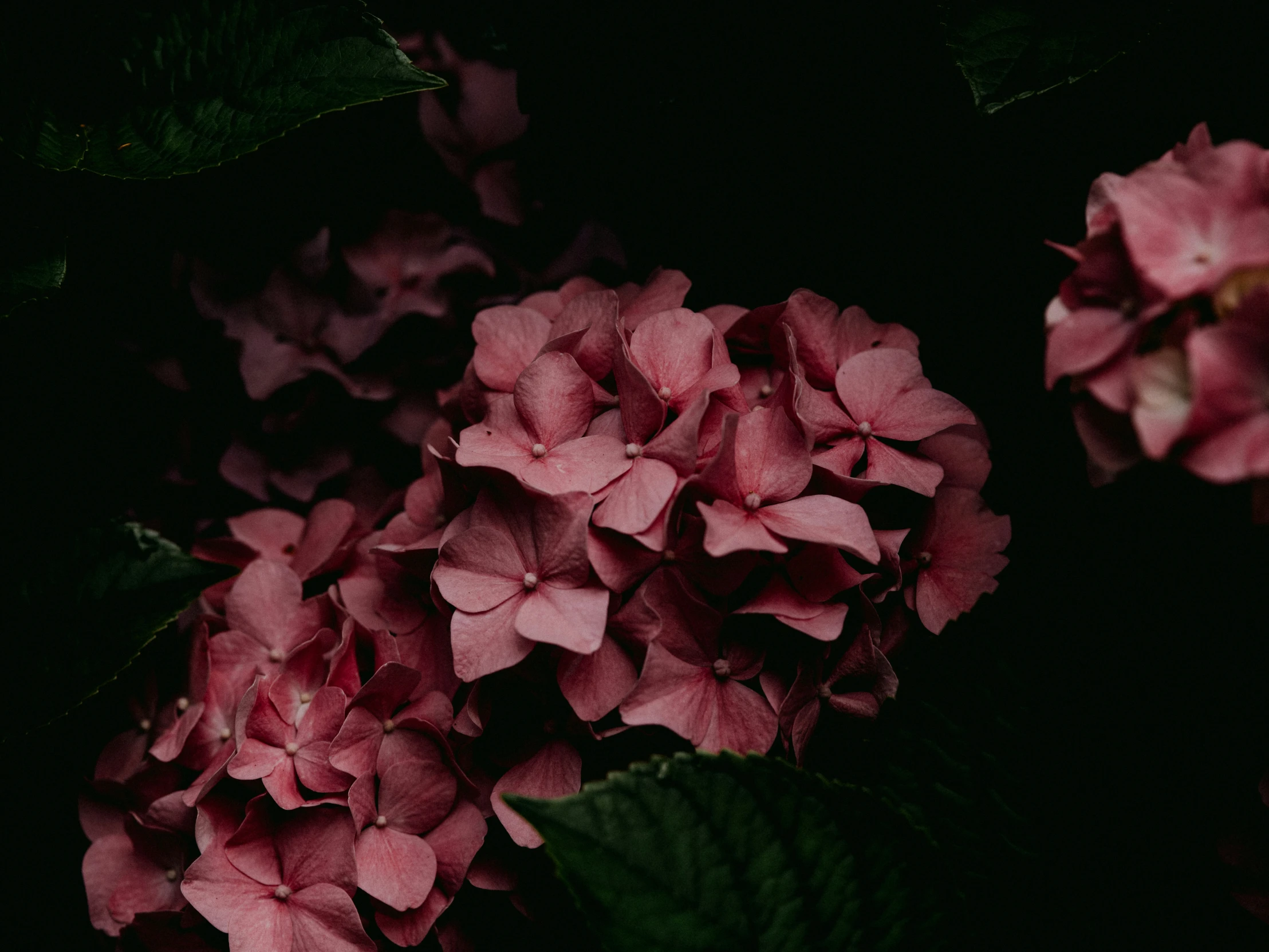 pink hydrangeas in dark room with dark background