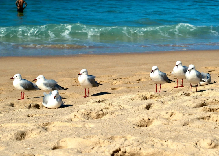 six seagulls sit on the beach and look towards the water