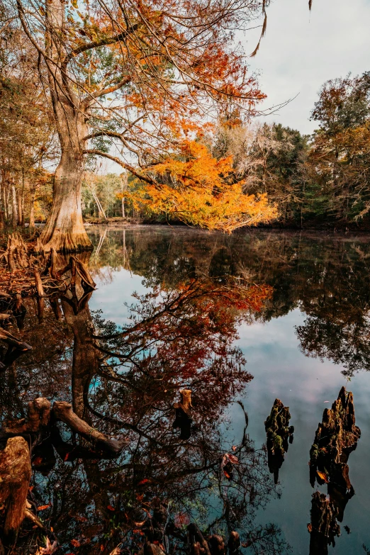 a body of water surrounded by trees with orange leaves