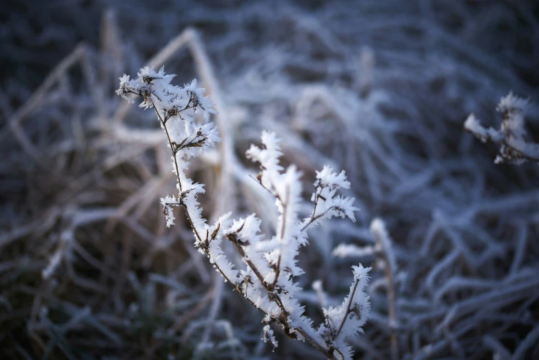 a small bunch of white frost on some plants