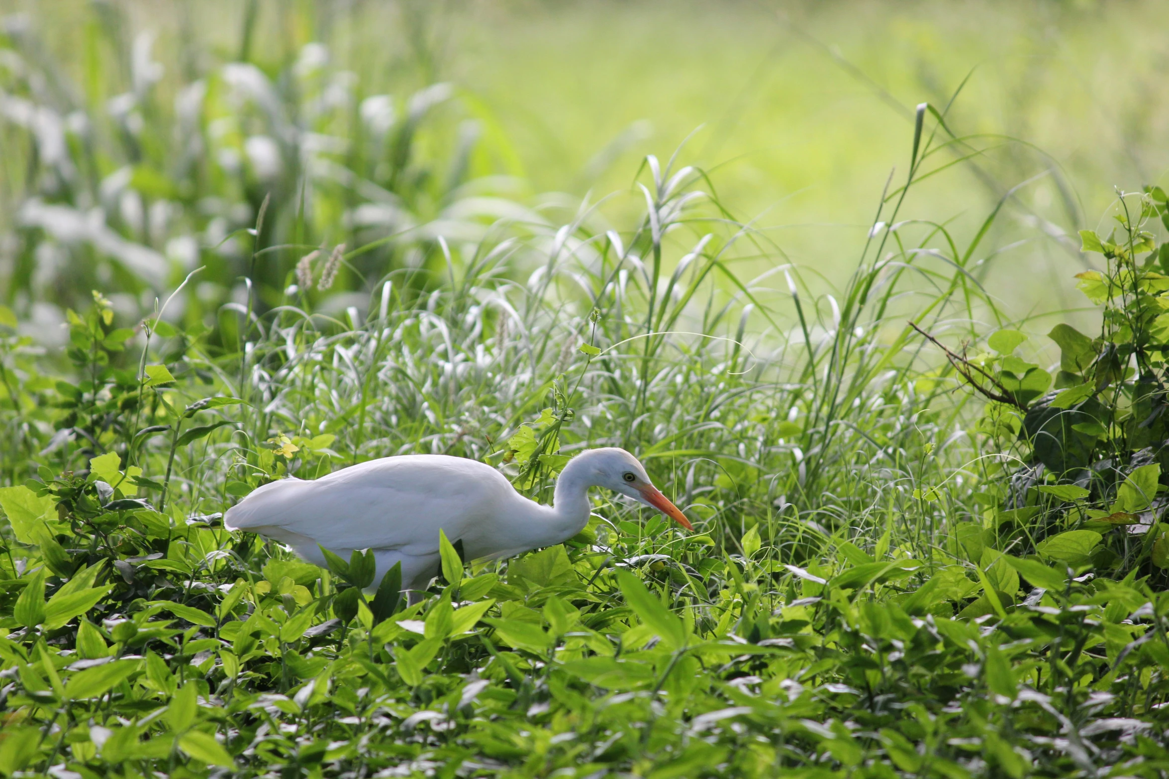 a large bird walking through the green grass