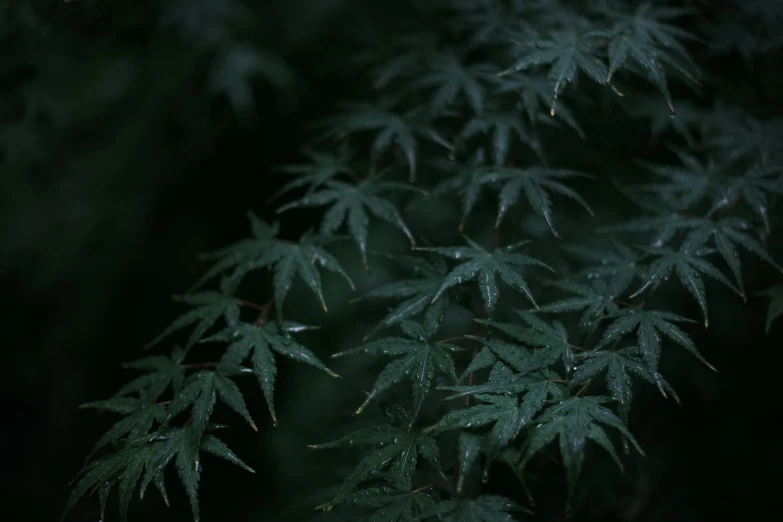 the green leaves of a tree are in the rain