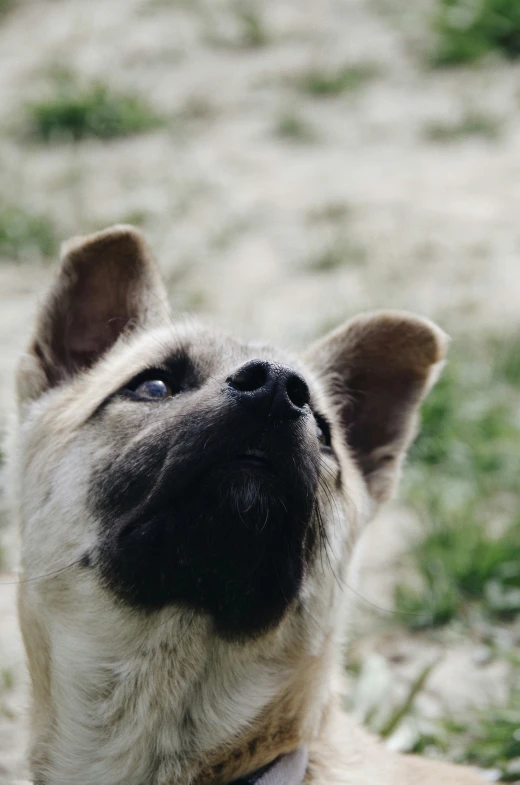 a small brown dog sitting in the grass