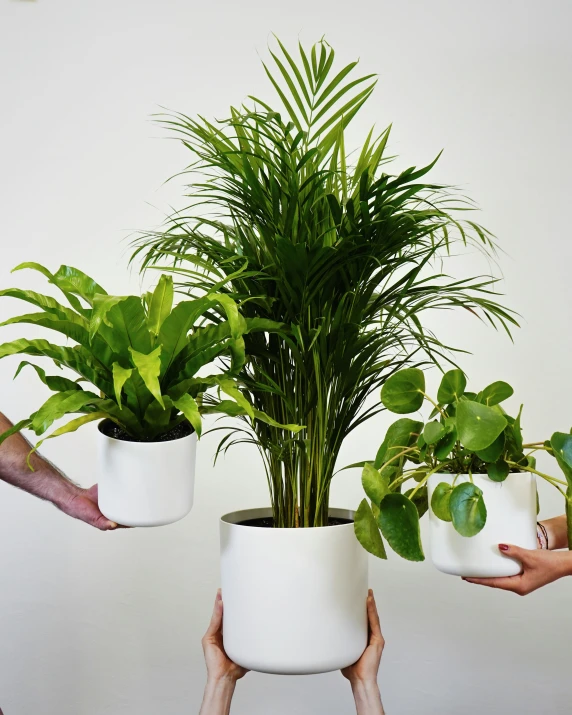 a couple of plants in some white pots