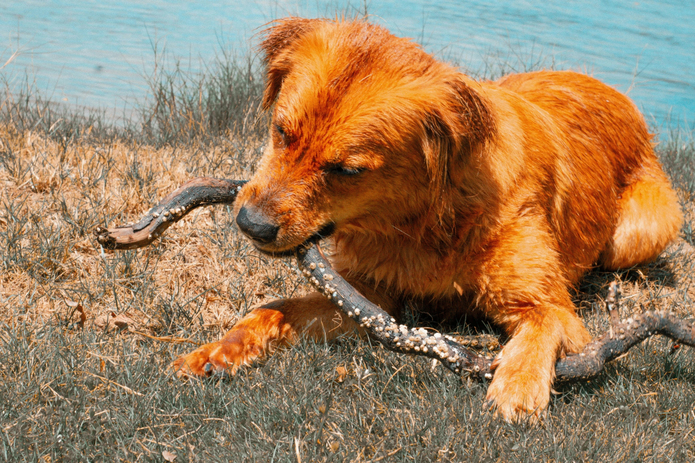 an image of a dog with a snake in his mouth