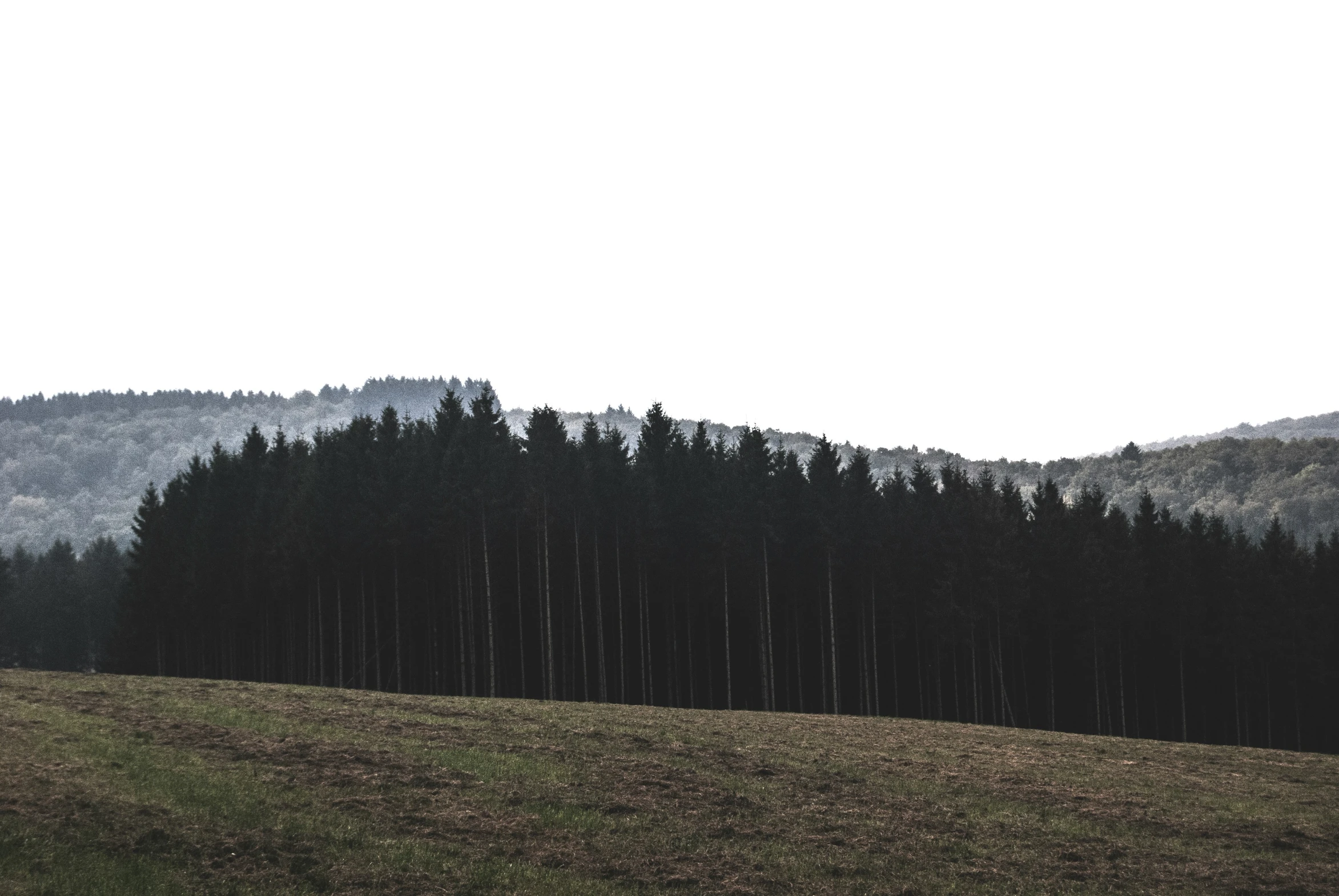 many trees are shown near the mountains