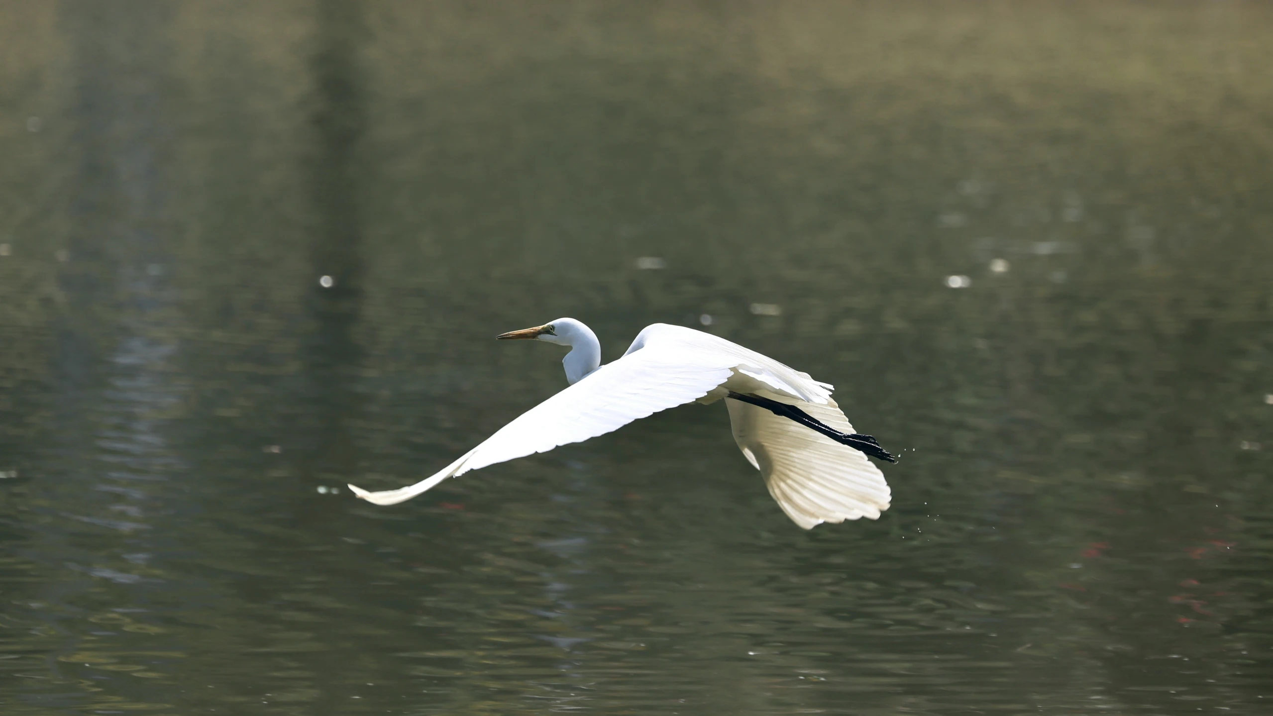 white bird flying over the water while looking up