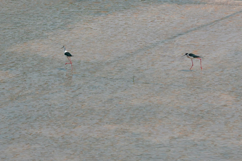 two birds standing next to each other in the water